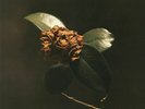 ST PAUL & THE BROKEN BONES - Young Sick Camellia - Vinyl (LP)