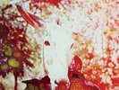 Jerusalem in My Heart - If He Dies, If If If If If If
