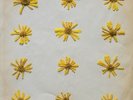 THE MOLOCHS - FLOWERS IN THE SPRING
