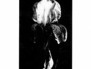 Prurient - Pleasure Ground -reissue- Vinyl LP (2) Hospital NEU