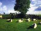 The KLF - Chill Out Vinyl LP Album