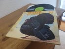 Wild Turkey TURKEY LP Mint 1972 (JETHRO TULL) Prog Psych rare
