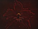 Machine Head-Burning Red (1LP Coloured) VINYL NEW
