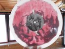 King Gizzard & The Lizard Wizard Polygondwanaland- Liquid filled 12