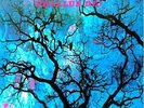 Phallus Dei [vinyl] Amon Duul Vinyl