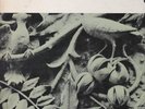 Donald Byrd  Byrd In Flight, BLP-4048. Ghana, Classic album.