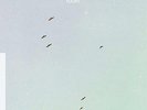LYCORISCORIS-FLIGHT (UK IMPORT) VINYL LP NEW