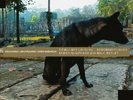 HAINO/JIM O'ROURKE/OREN AMBARCHI , KEIJI - ONLY WANTING TO MELT BEAUTIFULLY AWAY