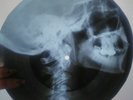 BEATLES  X-RAY UNIQUE USSR ROENTGEN Bones Record Skull - Paperback Writer