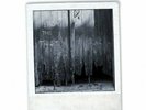 Peter Hammill-From The Trees (UK IMPORT) VINYL NEW