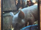 FICKLE PICKLE - SINFUL SKINFUL. ORIGINAL 1971 EXPLOSION VINYL LP. POP PSYCH. EX