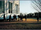 the caution horses LP, COWBOY JUNKIES, New,  Vinyl, FREE & Fast Delivery