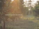 OREN AMBARCHI - GRAPES FROM THE ESTATE (2LP)  2 VINYL LP NEU