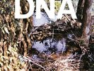 DNA 
