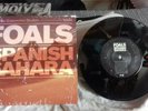 FOALS - SPANISH SAHARA.