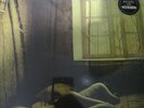 SUEDE - DOG MAN STAR - 2LP OLIVE VINYL - HMV LTD EDITION No. 555/1000 sealed