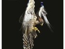 THE COURTEENERS - FALCON - WHITE VINYL 2019 RSD RECORD STORE DAY