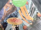 Modest Mouse, Poison The Well   Record Store Day 2019