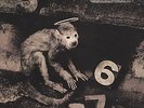 Pixies Monkey Gone To Heaven Us 4 track 12