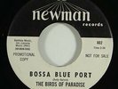 Birds Of Paradise 