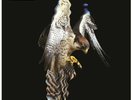 THE COURTEENERS / FALCON / LP / RSD 2019 *NEW