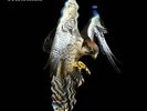 COURTEENERS: FALCON -RSD/LTD/COLOURED [LP vinyl]