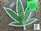 Cheech and Chong RSD 2018 10