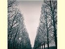 Feelies, The - In Between  [VINYL LP]