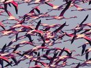 DEFTONES - GORE VINYL LP REPRISE9362-49264-9