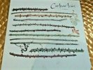 Cocteau Twins 'Twinlights' 7