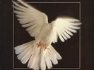 Various - Songs Of Faith And Inspiration (3-LP) - Vinyl Country