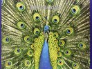 Bluetones The-Expecting To Fly VINYL NEW