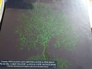 Nick Drake, Fruit Tree - Sealed  2007 Box Set - Mint Condition 