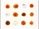 Peter Gabriel-Scratch My Back & Ill Scratch Yo (UK IMPORT) Vinyl / 12