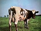 MFSL 1-202 LP: Pink Floyd - Atom Heart Mother - 1994 USA 200-gm Ltd # Ed OOP NM