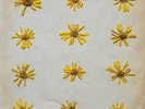 Molochs - Flowers In the Spring - LP - New