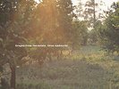 Oren Ambarchi-Grapes From The Estate VINYL NEW