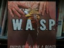 W.A.S.P. Animal (F**k Like A Beast) Music For Nations Import Color 12 KUT 109
