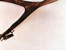 WISHBONE ASH (BRWN) (LTD) (UK IMPORT) VINYL LP NEW