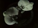 Mike Patton & Jean-Claude Vannier ‘Corpse Flower’ VINYL LP  NEW(13THSEP)