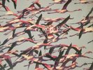 Deftones - Gore 180g Double LP (Limited Edition #1117)