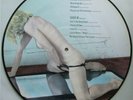 MADONNA-RARE MOMENTS-PICTURE DISC-LIMITED EDITION-NUDE IMAGES