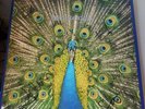The Bluetones : Expecting to Fly Vinyl LP Signed 2016