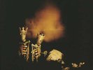 Pearl Jam Riot Act 2xLP Album RE RM Vinyl Schallplatte 175025