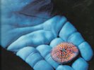 COLDPLAY - The Blue Room E.P  - 5 track double 7