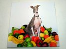 Shellac - Excellent Italian Greyhound #V39C