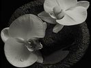 Mike Patton & Jean-Claude V...-Corpse Flower VINYL NEW