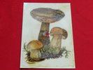 THE YARDBIRDS over under sideways down ORIG 1966 MINT Polish FLEXI postcard