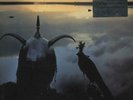 Roxy Music Avalon - Simply Vinyl 180 Gram UK vinyl LP album record SVLP311