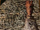 Siouxsie And The Banshees - Juju (Vinyl LP)